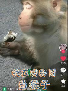 我在动物园当院长