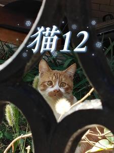 猫12生肖中代表什么